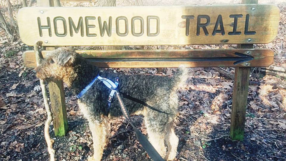 Exploring the Homewood Trail